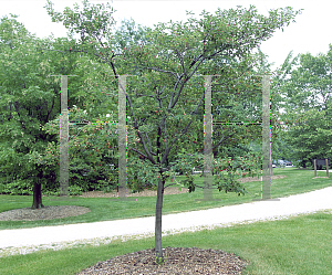 Picture of Amelanchier canadensis 'Tradition'