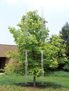 Picture of Quercus alba 