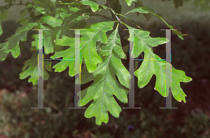 Picture of Quercus alba 