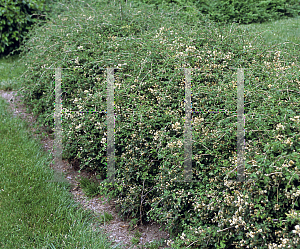 Picture of Stephanandra incisa 'Crispa'