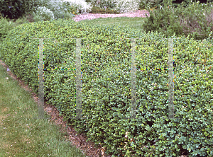 Picture of Buxus sempervirens 'Vardar Valley'