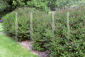 Picture of Syringa meyeri 'Palibin'