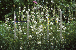 Picture of Oenothera lindheimeri 'Whirling Butterflies'