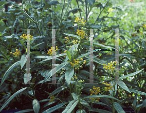 Picture of Asclepias curassavica 'Silky Gold'