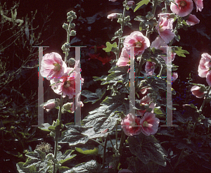 Picture of Alcea rosea 'Indian Spring'