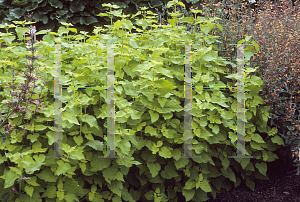 Picture of Agastache foeniculum 'Golden Jubilee'