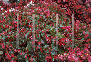 Picture of Begonia coccinea hybrids 'Dragon Wing Red'