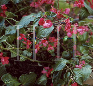 Picture of Begonia coccinea hybrids 'Dragon Wing Red'