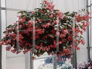 Picture of Begonia coccinea hybrids 'Dragon Wing Pink'