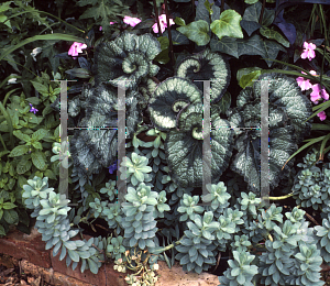 Picture of Begonia rex cultorum hybrids 'Escargot'