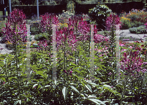 Picture of Cleome hassleriana 'Violet Queen'