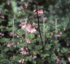 Picture of Begonia fuchsioides 