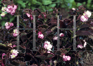 Picture of Begonia semperflorens-cultorum hybrids 'Kaylen'
