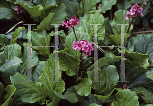 Picture of Bergenia  'Morgenrote (Morning Blush)'