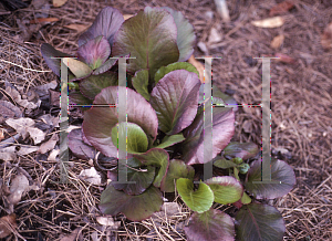 Picture of Bergenia cordifolia 'Bressingham Ruby'