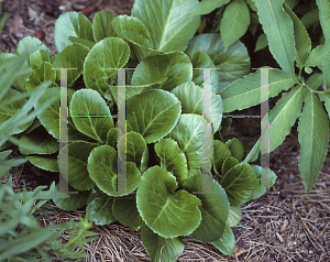 Picture of Bergenia cordifolia 