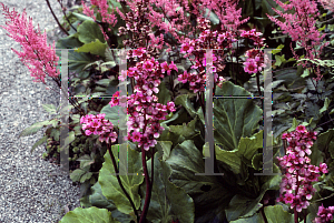 Picture of Bergenia  'Morgenrote (Morning Blush)'