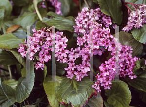 Picture of Bergenia  'Distinction'