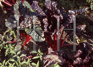 Picture of Beta vulgaris ssp. cicla 'Ruby Red'