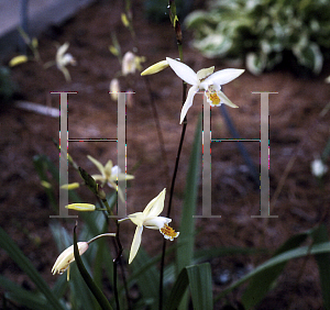 Picture of Bletilla ochracea 