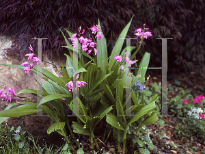 Picture of Bletilla striata 