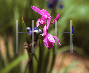 Picture of Bletilla striata 