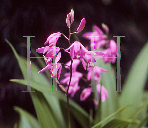 Picture of Bletilla striata 