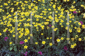 Picture of Bidens ferulifolia 'Goldteppich (Peter's Gold Carpet)'