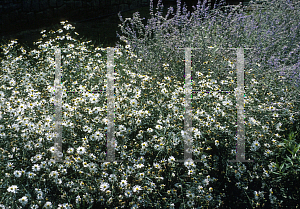 Picture of Boltonia asteroides 'Snowbank'