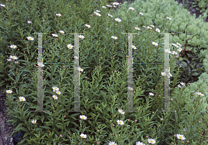 Picture of Boltonia asteroides var. latisquama 'Nana'