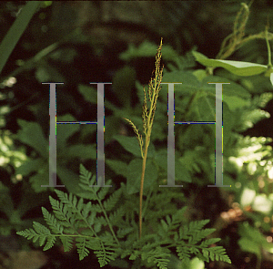 Picture of Botrychium virginianum 