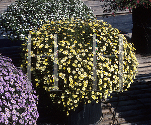 Picture of Brachycome  'Mini Yellow'