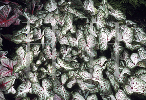 Picture of Caladium bicolor 'Gingerbread'