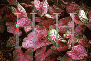 Picture of Caladium bicolor 'Fannie Munson'