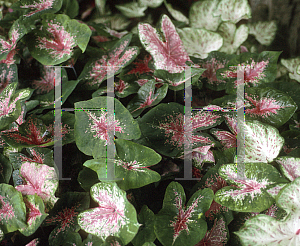 Picture of Caladium bicolor 'Fire Chief'