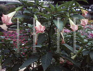 Picture of Brugmansia  'Salmon'