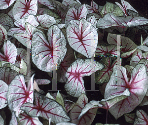 Picture of Caladium bicolor 'White Queen'