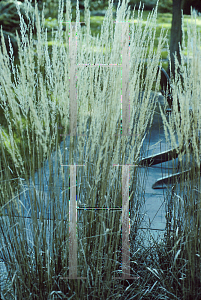 Picture of Calamagrostis x acutiflora 'Karl Foerster'