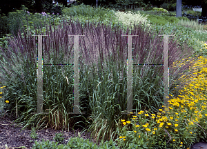 Picture of Calamagrostis x acutiflora 'Karl Foerster'