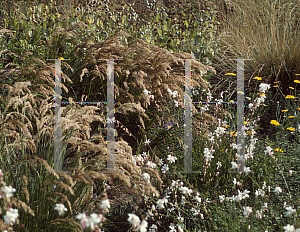 Picture of Calamagrostis x acutiflora 'Lembterg'