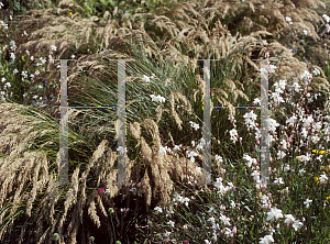 Picture of Calamagrostis x acutiflora 'Lembterg'