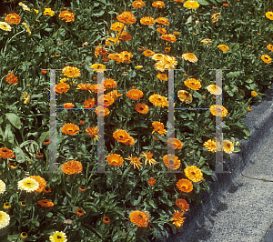 Picture of Calendula officinalis 'Orange Prince'