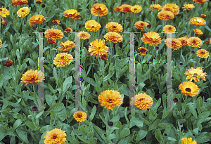 Picture of Calendula officinalis 'Indian Prince'