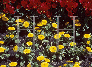 Picture of Calendula officinalis 'Bon Bon Yellow'