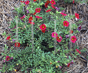 Picture of Calibrachoa  'Colorburst Red'