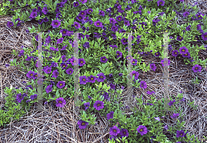 Picture of Calibrachoa  'Colorburst Violet'