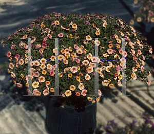 Picture of Calibrachoa  'Million Bells Terra Cotta'