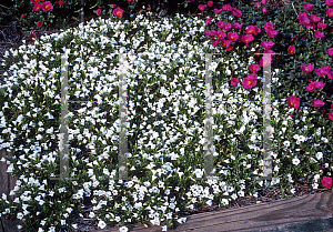 Picture of Calibrachoa  'Lirica Showers Pure White'