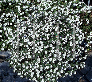 Picture of Calibrachoa  'Lirica Showers Pure White'