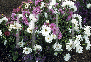 Picture of Callistephus chinensis 'Ballet Mix'